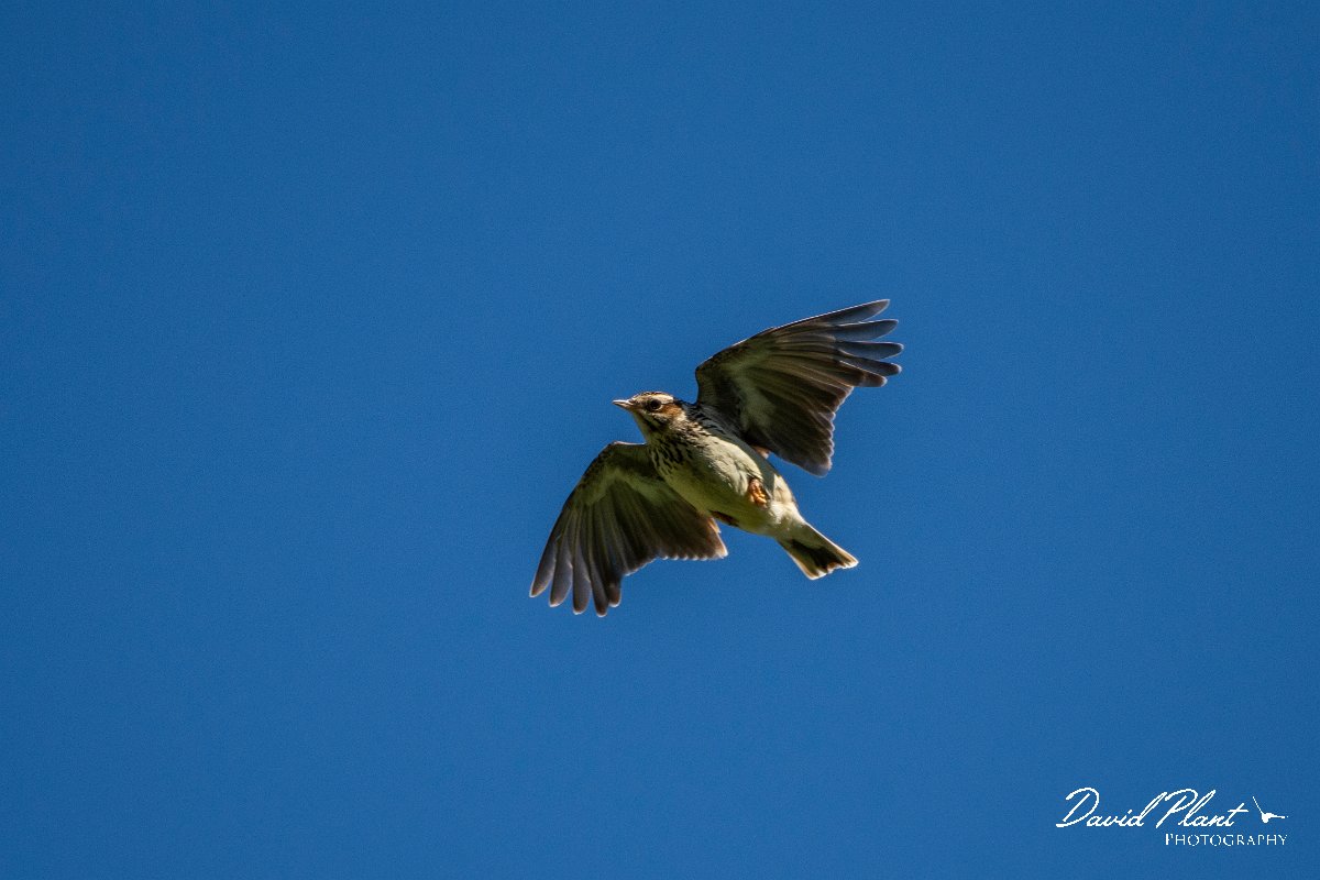 DPPhotography - Cyprus 2 - Woodlark - A.jpg - Woodlark - Kidasi, Cyprus