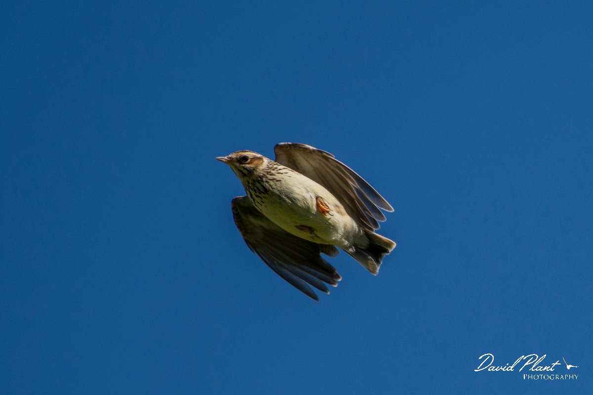 DPPhotography - Cyprus 2 - Woodlark - B.jpg - Woodlark - Kidasi, Cyprus