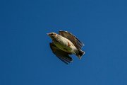 DPPhotography - Cyprus 2 - Woodlark - B