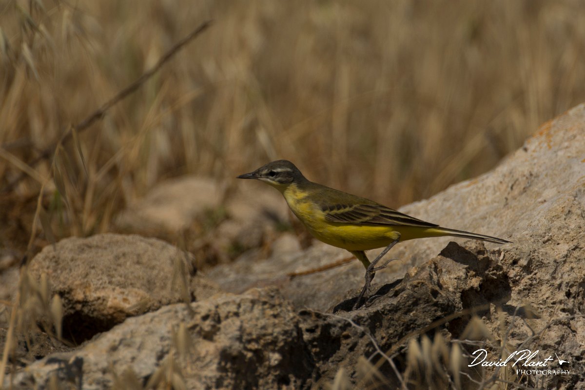 DPPhotography - Cyprus - Yellow wagtail - AG.jpg - Yellow wagtail, - Paphos Headland