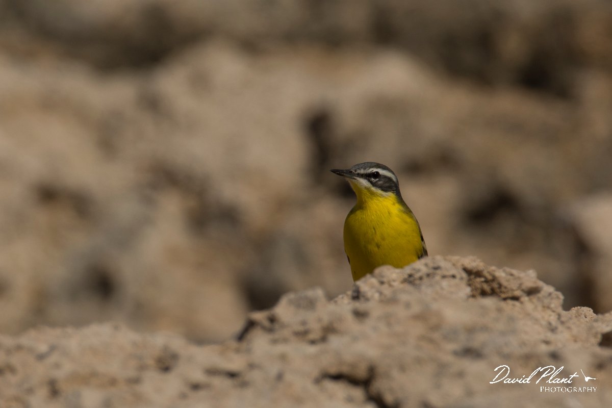 DPPhotography - Cyprus - Yellow wagtail - AH.jpg - Yellow wagtail, - Paphos Headland