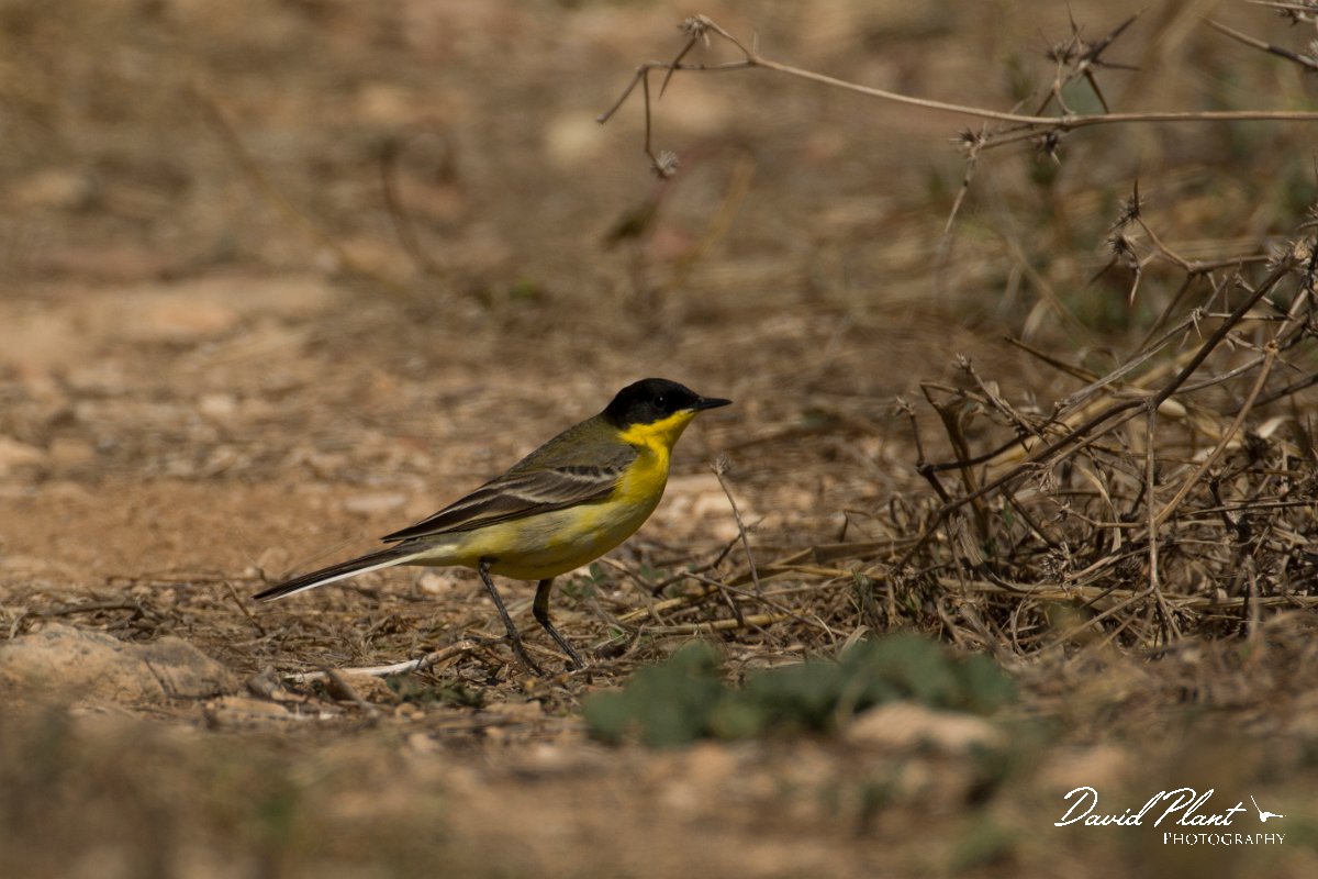 DPPhotography - Cyprus - Yellow wagtail - O.jpg - Yellow wagtail, feldegg - Paphos Headland