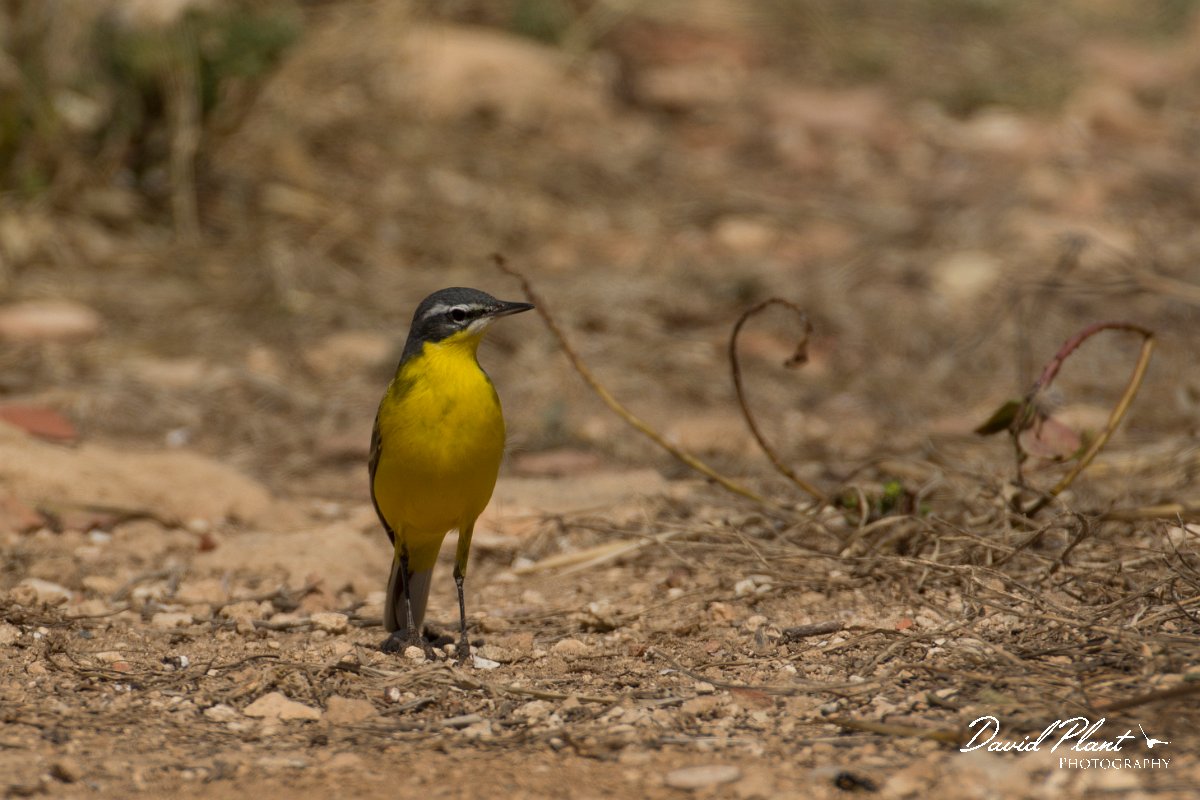 DPPhotography - Cyprus - Yellow wagtail - W.jpg - Yellow wagtail, - Paphos Headland