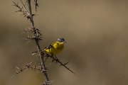 DPPhotography - Cyprus - Yellow wagtail - A