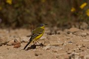 DPPhotography - Cyprus - Yellow wagtail - AA