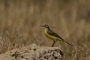 DPPhotography - Cyprus - Yellow wagtail - AB