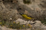 DPPhotography - Cyprus - Yellow wagtail - AD