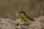 DPPhotography - Cyprus - Yellow wagtail - AE