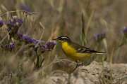 DPPhotography - Cyprus - Yellow wagtail - AF