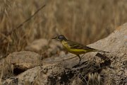 DPPhotography - Cyprus - Yellow wagtail - AG