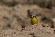 DPPhotography - Cyprus - Yellow wagtail - AH