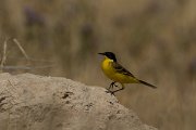 DPPhotography - Cyprus - Yellow wagtail - AJ