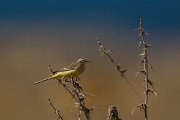 DPPhotography - Cyprus - Yellow wagtail - B