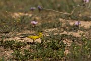 DPPhotography - Cyprus - Yellow wagtail - C