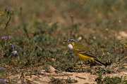 DPPhotography - Cyprus - Yellow wagtail - D