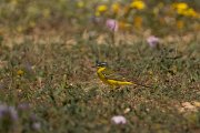 DPPhotography - Cyprus - Yellow wagtail - E