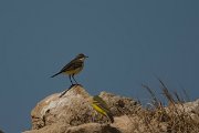 DPPhotography - Cyprus - Yellow wagtail - F