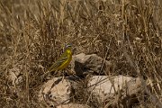 DPPhotography - Cyprus - Yellow wagtail - G