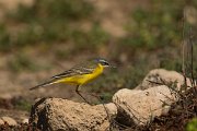 DPPhotography - Cyprus - Yellow wagtail - H
