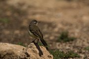 DPPhotography - Cyprus - Yellow wagtail - I