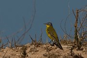 DPPhotography - Cyprus - Yellow wagtail - J