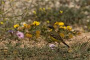 DPPhotography - Cyprus - Yellow wagtail - L