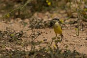 DPPhotography - Cyprus - Yellow wagtail - M