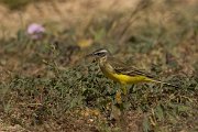 DPPhotography - Cyprus - Yellow wagtail - N