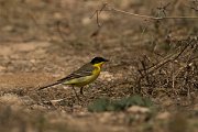 DPPhotography - Cyprus - Yellow wagtail - O