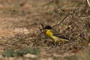DPPhotography - Cyprus - Yellow wagtail - P