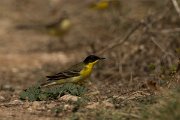 DPPhotography - Cyprus - Yellow wagtail - Q