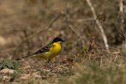 DPPhotography - Cyprus - Yellow wagtail - R