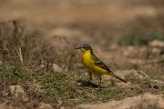 DPPhotography - Cyprus - Yellow wagtail - S