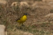 DPPhotography - Cyprus - Yellow wagtail - T