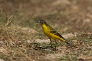 DPPhotography - Cyprus - Yellow wagtail - U