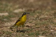 DPPhotography - Cyprus - Yellow wagtail - V