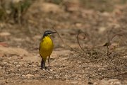 DPPhotography - Cyprus - Yellow wagtail - W