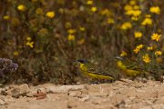 DPPhotography - Cyprus - Yellow wagtail - X
