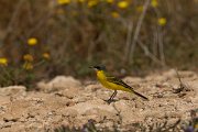 DPPhotography - Cyprus - Yellow wagtail - Y