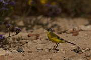 DPPhotography - Cyprus - Yellow wagtail - Z