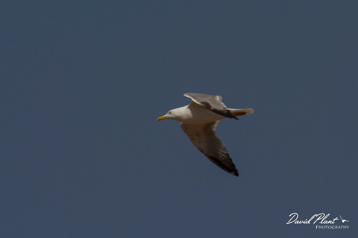 DPPhotography - Cyprus - Yellow-legged gull - A.jpg - Yellow-legged gull - Cape Greco