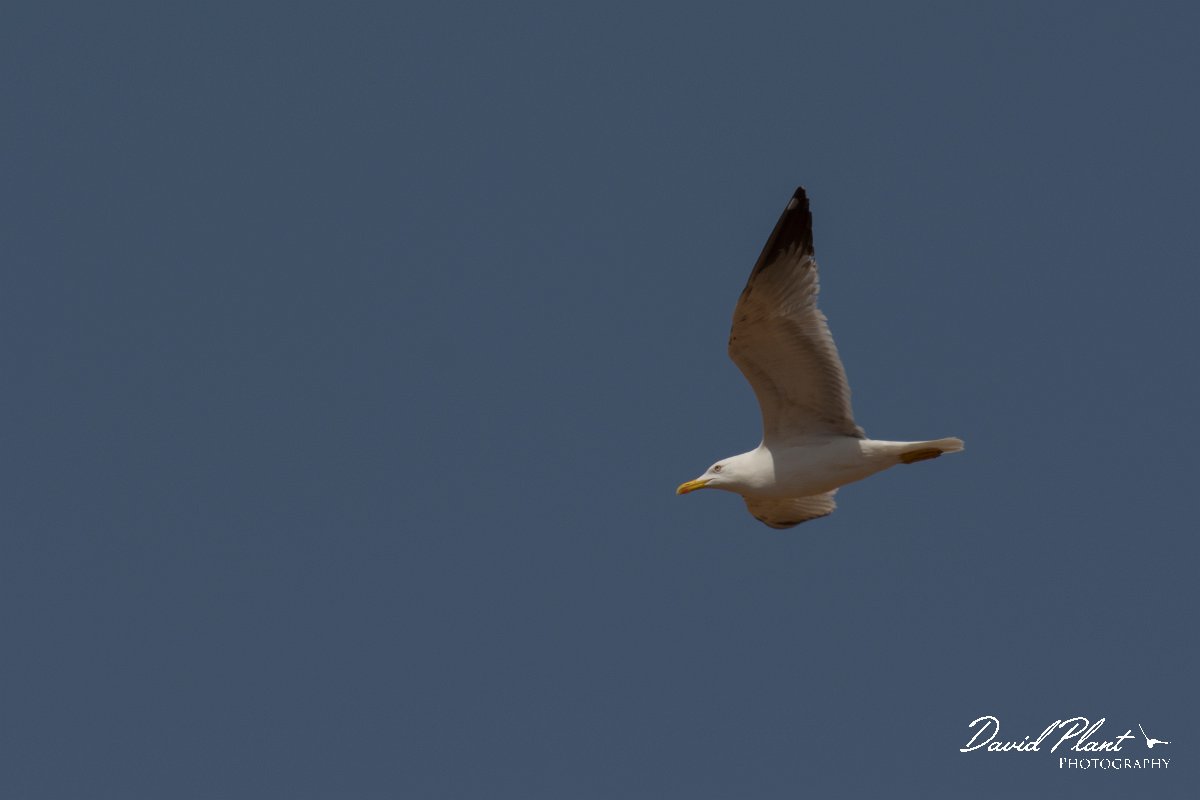 DPPhotography - Cyprus - Yellow-legged gull - B.jpg - Yellow-legged gull - Cape Greco