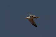 DPPhotography - Cyprus - Yellow-legged gull - A