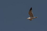 DPPhotography - Cyprus - Yellow-legged gull - B