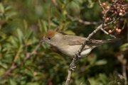 Blackcap