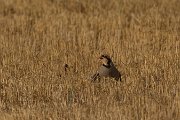 Chukar