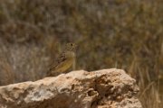 Cinereous bunting