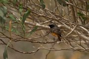Common redstart
