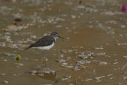 Common sandpiper