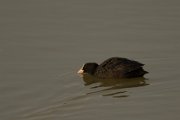 Coot